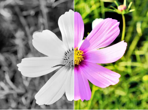 モノクロ機 or カラー機